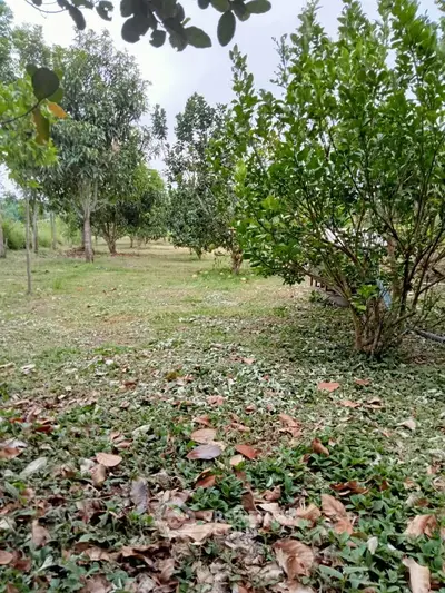 Lush green garden with trees, perfect for serene outdoor living.