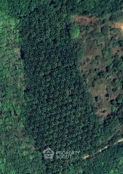 Aerial view of lush green forested area with dense tree coverage, ideal for eco-friendly real estate development.