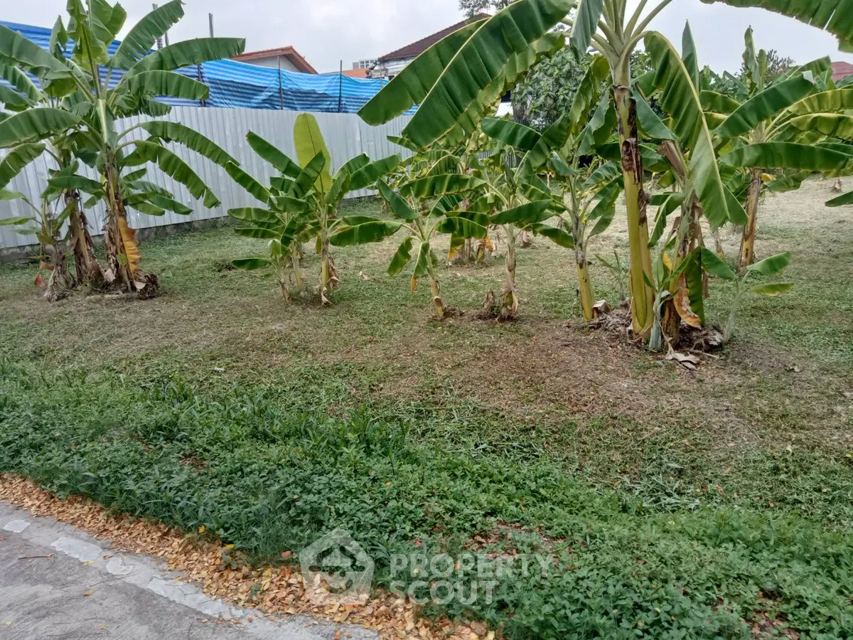 Lush garden area with banana trees, perfect for landscaping or gardening enthusiasts.