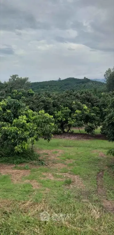 Expansive green landscape with lush trees and distant hills, perfect for serene living or agricultural investment.