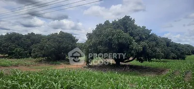 Expansive agricultural land with lush greenery and mature trees under a clear sky.