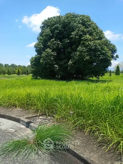 Expansive green land with lush tree under clear blue sky, perfect for development.