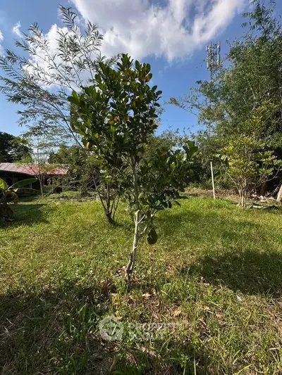 Lush garden with young fruit tree under a clear blue sky, perfect for nature lovers seeking tranquility.