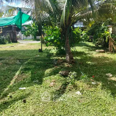 Lush garden area with coconut trees and greenery, perfect for outdoor relaxation and nature lovers.