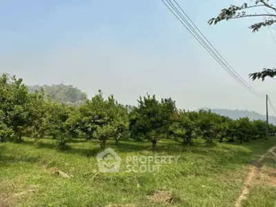 Scenic view of lush green orchard with distant hills under clear sky.