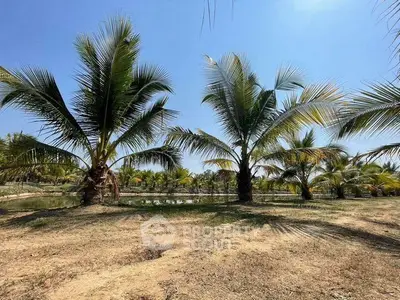 Expansive tropical land with lush palm trees under a clear blue sky, ideal for development.