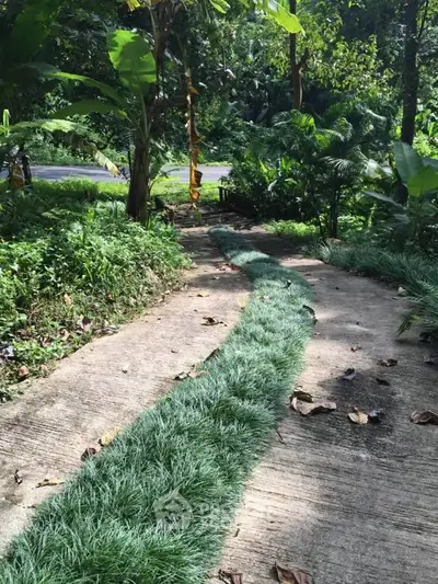 Charming garden pathway surrounded by lush greenery and tropical plants, perfect for nature lovers.