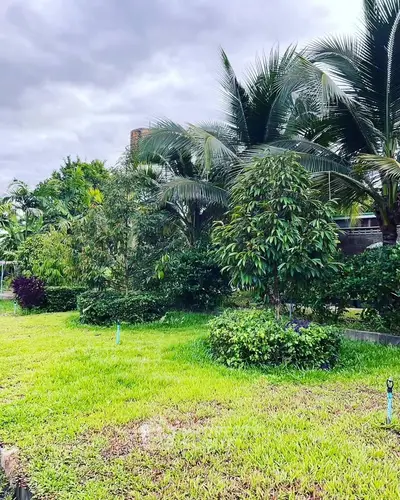 Lush garden with tropical plants and palm trees under a cloudy sky, perfect for serene outdoor living.