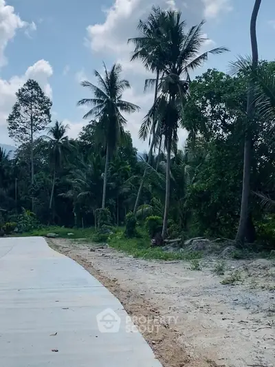 Scenic tropical landscape with palm trees and a paved pathway, ideal for serene living.