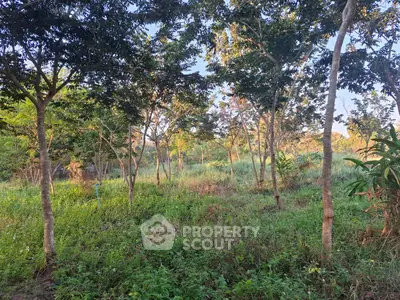 Lush green garden area with mature trees and natural sunlight, perfect for serene outdoor living.