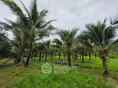 Lush green garden with rows of palm trees, perfect for serene outdoor living.