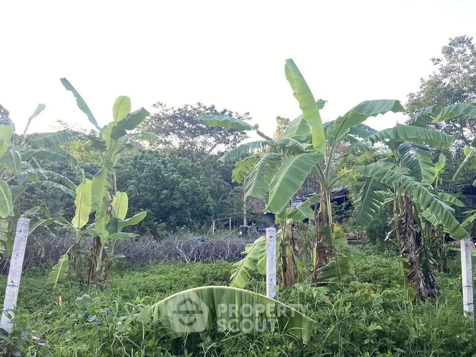 Lush green garden with banana trees and rustic fencing, perfect for serene outdoor living.