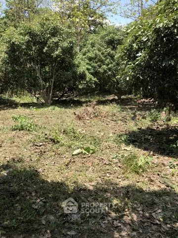 Lush green garden area with trees, perfect for landscaping or outdoor activities.