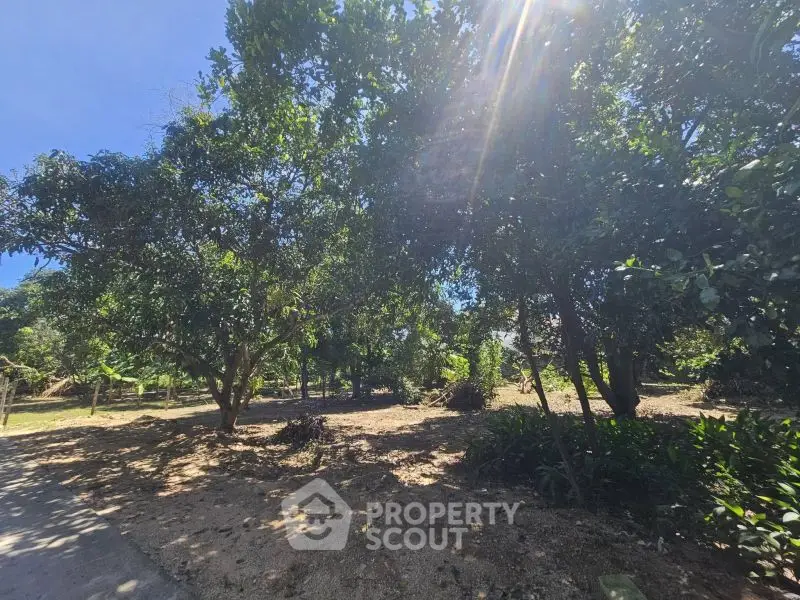 Lush garden area with mature trees and sunlight filtering through leaves, perfect for nature lovers.