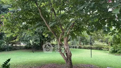 Lush green garden with mature trees, perfect for outdoor relaxation and leisure.