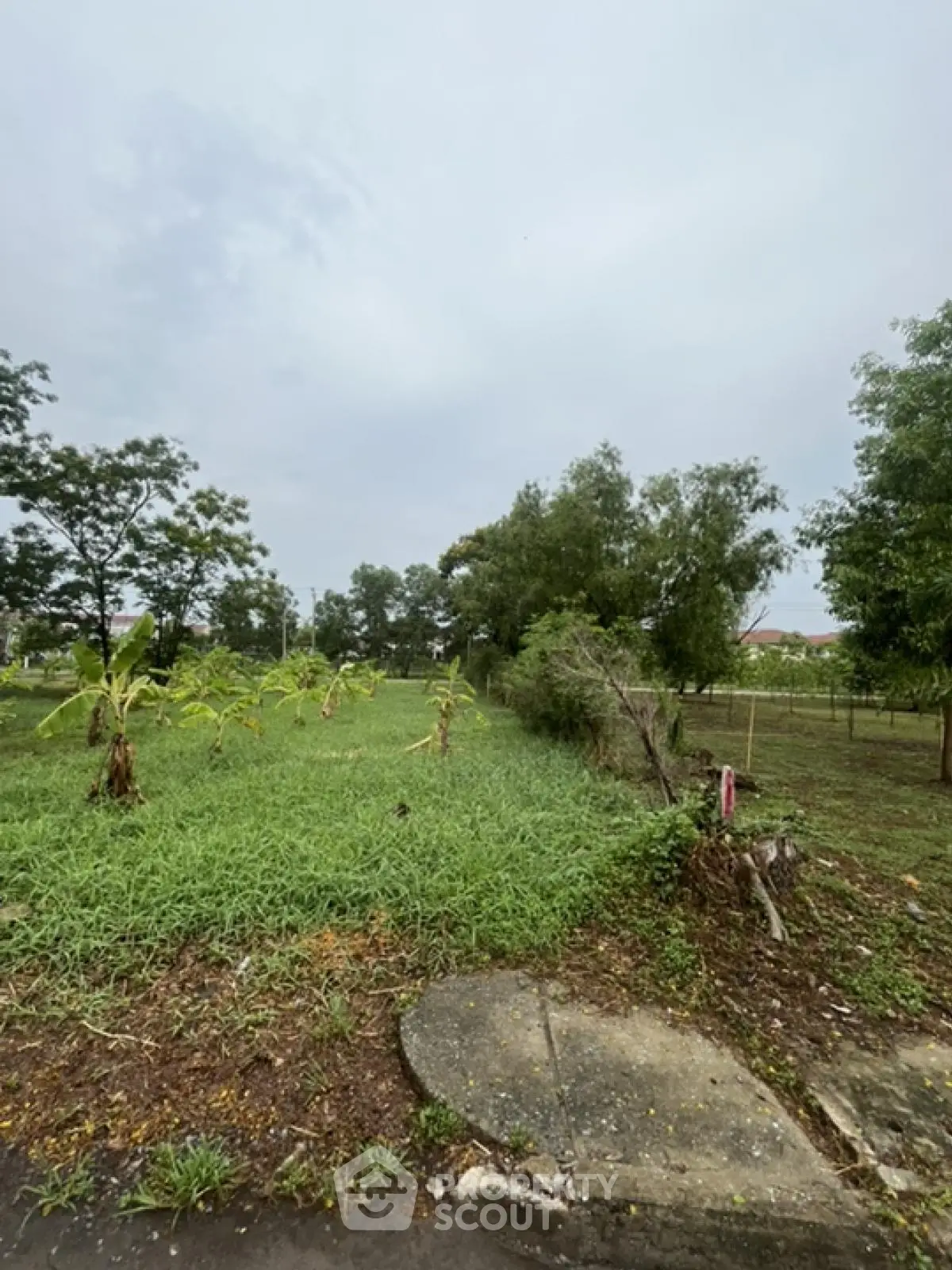 Spacious green land plot with lush trees, perfect for development or investment opportunities.