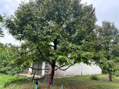 Spacious garden with lush trees and a white building backdrop