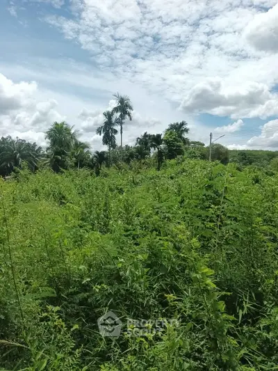 Lush green land with tropical vegetation under a bright blue sky, ideal for development.