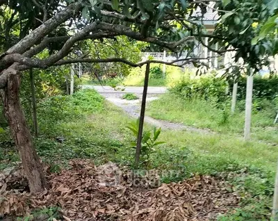 Charming garden view with lush greenery and a rustic pathway, perfect for nature lovers.