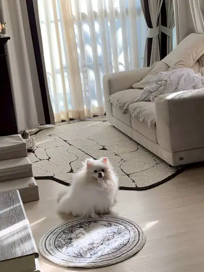 Cozy living room with elegant decor and natural light, featuring a plush sofa and a fluffy white dog.