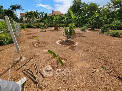 Spacious garden area with young banana plants and tropical landscaping, ideal for gardening enthusiasts.