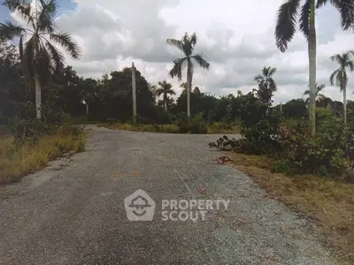 Scenic view of a tropical road lined with palm trees, perfect for serene living.