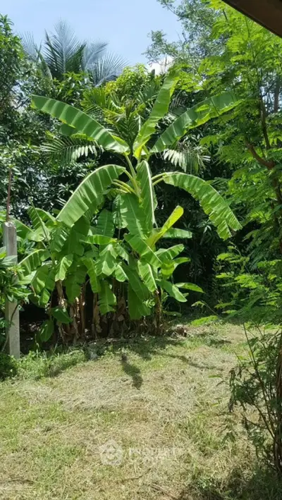 Lush tropical garden with banana trees and vibrant greenery