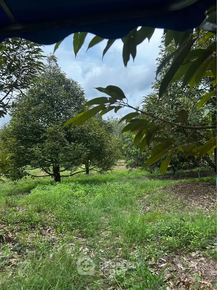 Lush green garden with mature trees under a cloudy sky, perfect for serene outdoor living.