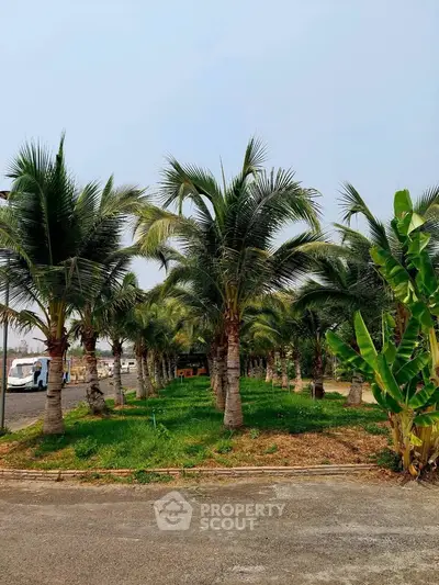 Lush tropical garden with palm trees in a serene real estate setting.