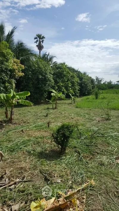 Lush green land with tropical plants and clear blue sky, ideal for development.