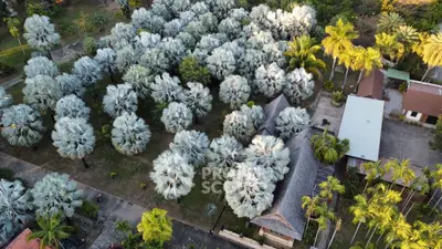 Aerial view of tropical property with lush palm trees and traditional buildings.