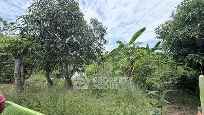 Lush garden view with mature trees and greenery under a cloudy sky, perfect for nature lovers.