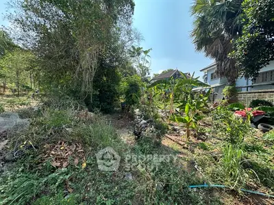Lush garden area with tropical plants and trees, perfect for landscaping or outdoor relaxation.