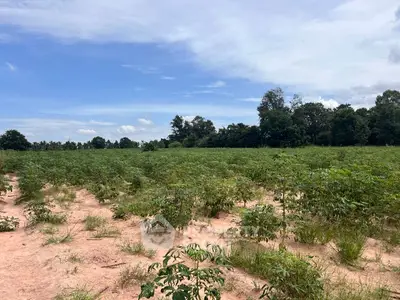 Expansive agricultural land with lush greenery and clear blue sky