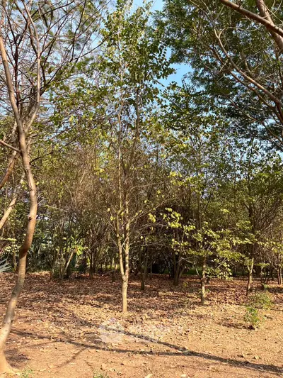 Serene garden area with lush trees and natural sunlight, perfect for relaxation and outdoor activities.