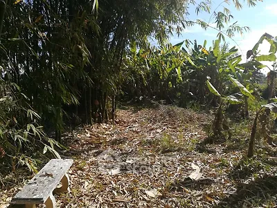 Lush garden area with bamboo and banana plants, perfect for nature lovers.