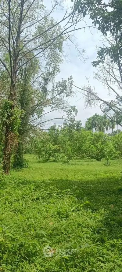 Lush green landscape with trees and open grassy area, perfect for serene outdoor living.
