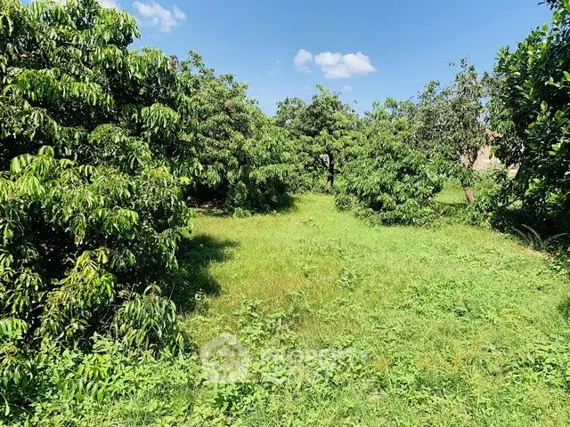 Lush green garden with mature trees under a clear blue sky, perfect for serene outdoor living.