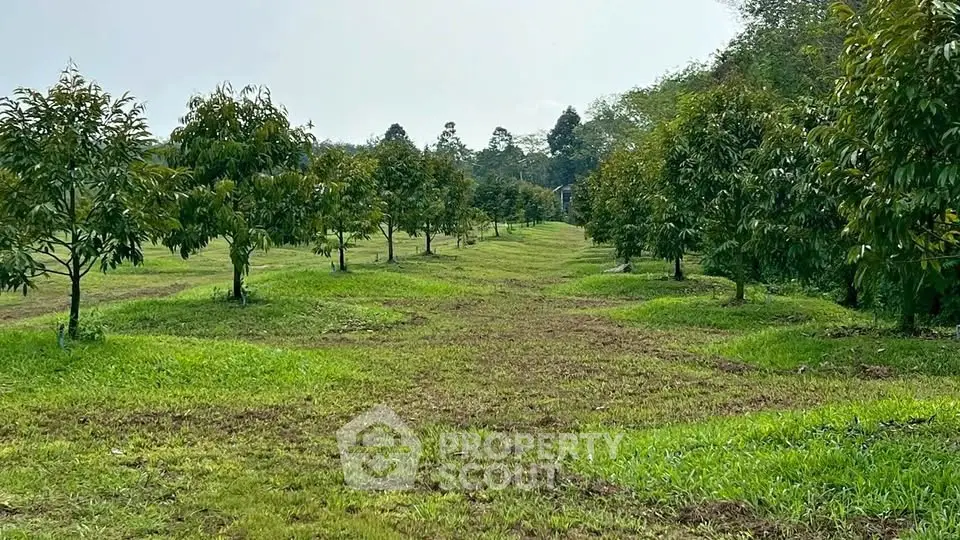 Expansive lush green orchard with rows of fruit trees, perfect for agricultural investment or serene countryside living.