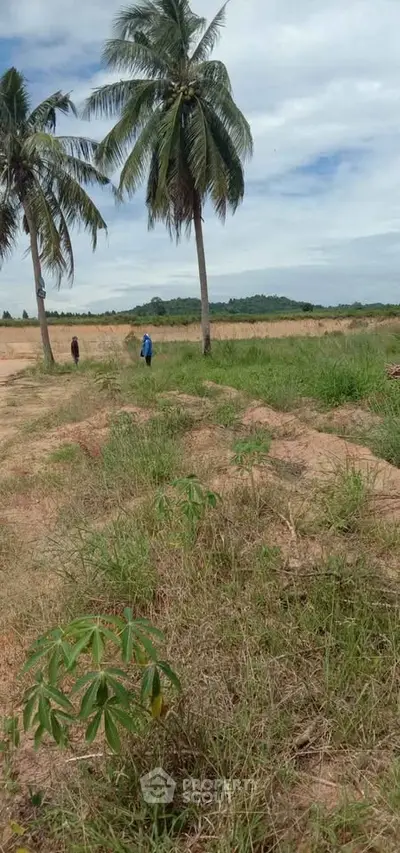 Expansive land with palm trees and scenic views, ideal for development or agriculture.