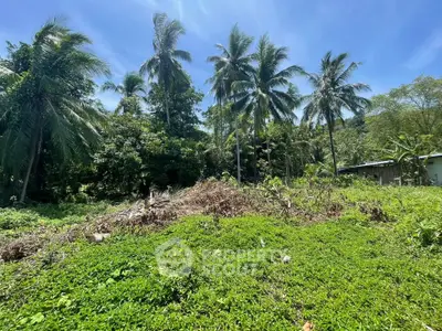 Lush green land with palm trees, perfect for development or investment opportunities.