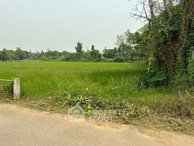 Expansive green field perfect for development with lush surroundings and road access.