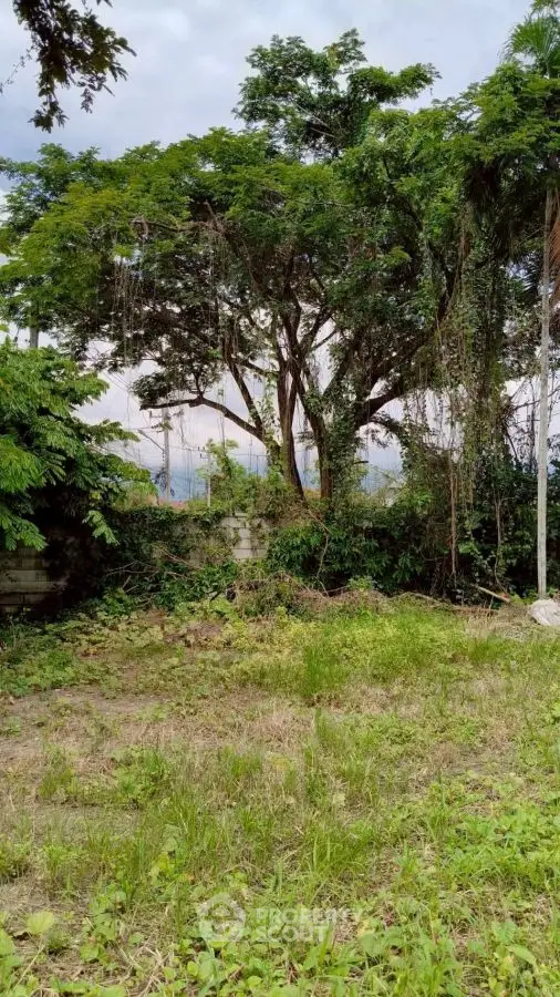 Lush green garden with mature trees and serene ambiance, perfect for nature lovers.