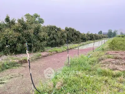 Expansive agricultural land with lush greenery and irrigation system
