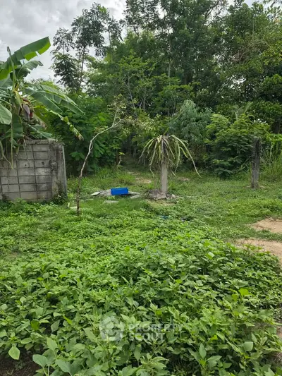 Lush green garden area with tropical plants and rustic charm, perfect for nature lovers.