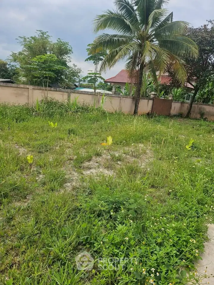 Spacious garden area with lush greenery and palm tree, ideal for landscaping.