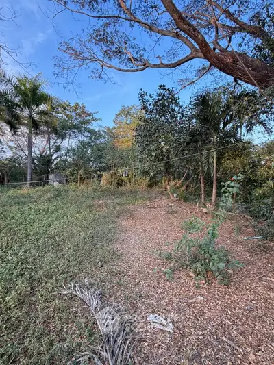 Spacious plot of land with lush greenery and mature trees, perfect for development or investment.