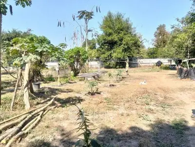 Spacious garden area with lush greenery and open space, perfect for outdoor activities and gardening.