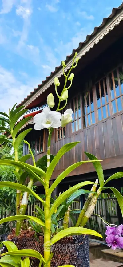 Charming traditional wooden house with lush garden and blooming orchids, perfect for nature lovers seeking tranquility.