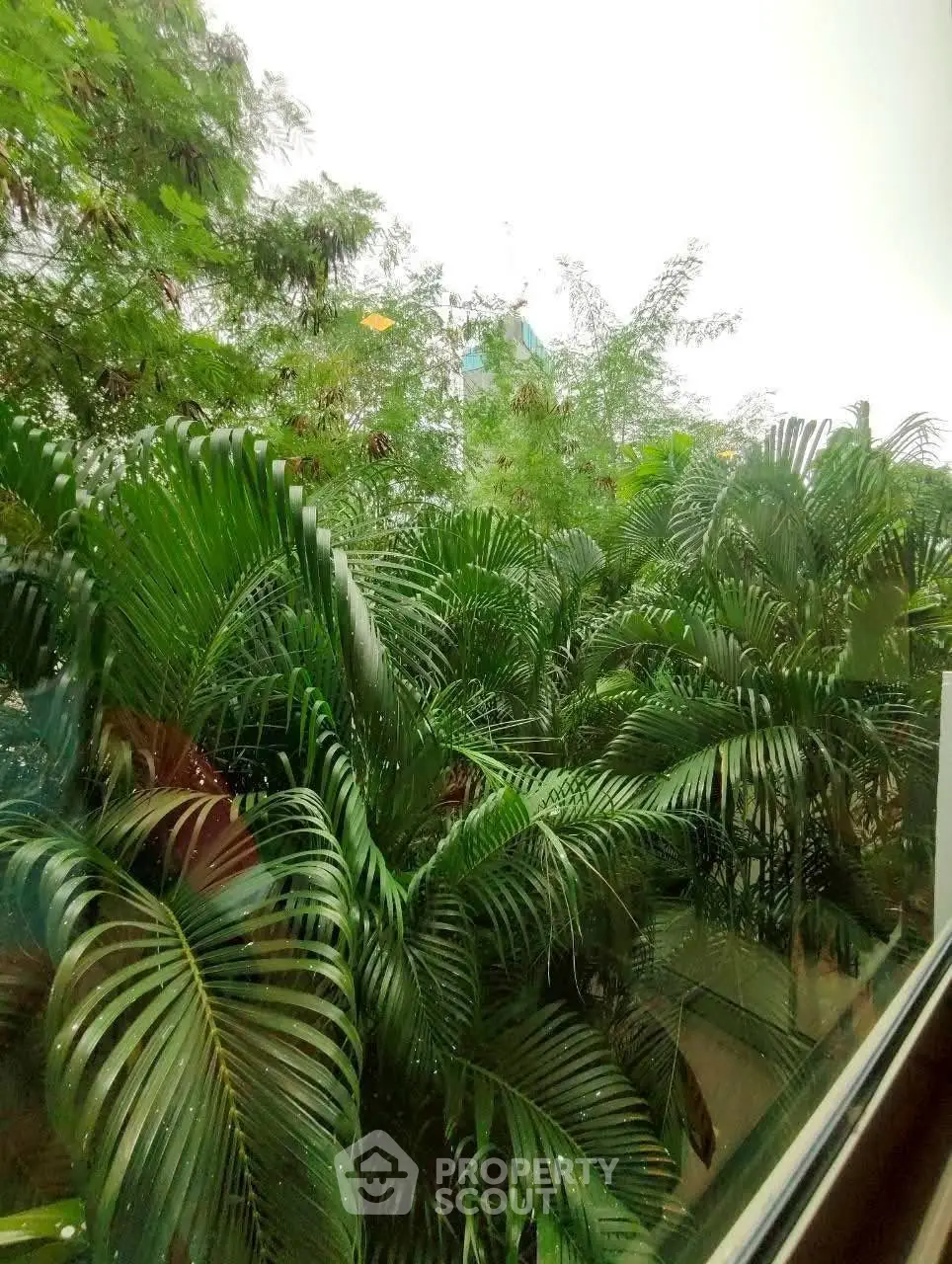 Lush garden view from a window showcasing vibrant greenery and tropical plants.